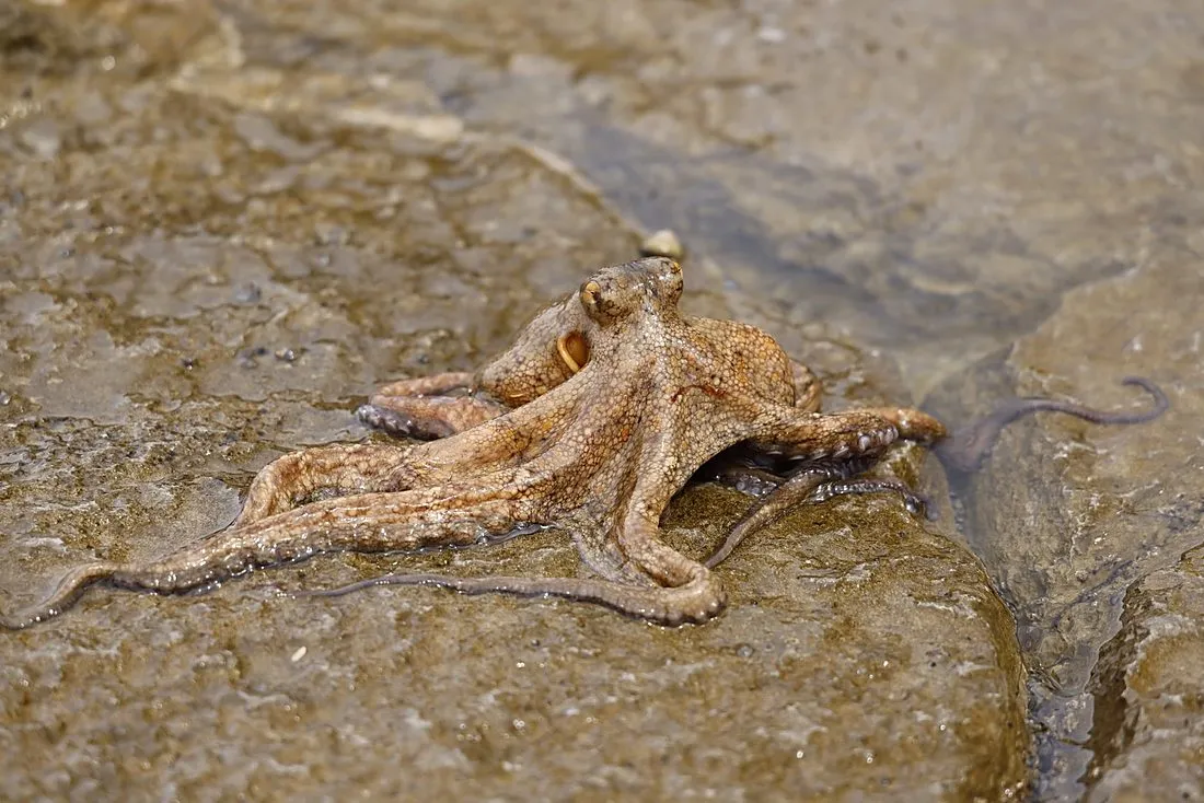 an octopus